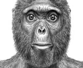 Старите човешки скелет Ardi липсващата брънка шимпанзетата Ardipithecus ramidus снимка