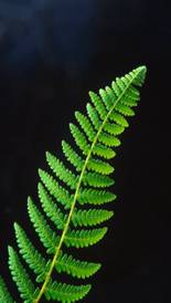 http://whatafy.com/storage/2012/09/2012/09/08/medicinal-plants-the-fern/Fern-leaf.jpg