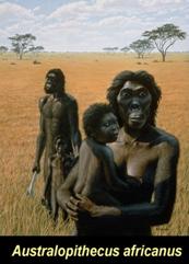 http://www.detectingdesign.com/images/EarlyMan/Australopithecus%20africanus.jpg