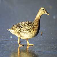 Обикновена дива патица (зеленоглавка)
