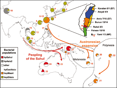 In den Mägen von Ureinwohnern im Pazifik fanden die Forscher unterschiedliche Bakterienstämme. Die Erreger verraten wie diese Region einst besiedelt wurde. Die roten Pfeile zeigen die Wege des modernen Menschen, der vor 31.000 bis 37.000 Jahren Australien und die Insel Neuguinea erreichte. Erst vor 5000 Jahren gelangten Einwanderer nach Melanesien und Polynesien (orange Pfeile). 