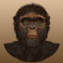 image of Ardipithecus ramidus face illustration, front view