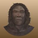 Image of Homo habilis face illustration, front view