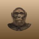 Image of Paranthropus robustus  face illustration, front view