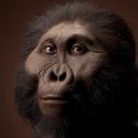 Image of male reconstruction based on OH 5 & KNM-ER 406 by John Gurche