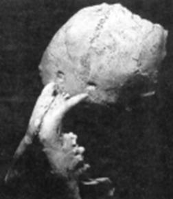 photo of an early hominid skull from Swartkrans showing a leopards canines fitting puncture holes in the skull cap