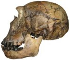 photo of a Homo ergaster skull from Afrcia (side view)