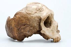 Gibraltar Skull Homo neanderthalensis side view