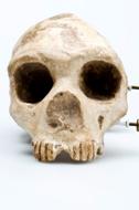 Gibraltar Skull Homo neanderthalensis front