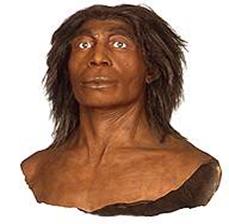 Representation of Homo neanderthalensis