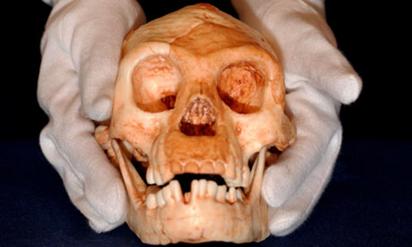 The skull of Homo floresiensis