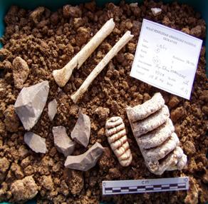 Tools,floresiensis%20bones%20and%20stegadon