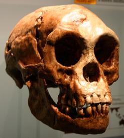File:Homo floresiensis.jpg