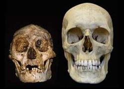 floresiensis