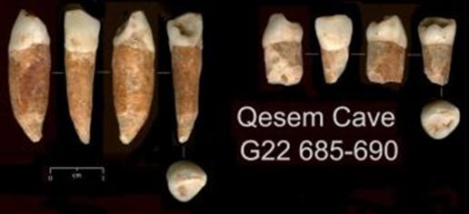 Най-старите човешки зъби: Археолози откриха доказателство, че в Израел са живяли хора преди 400 000 години, както и тези зъби, някои от които датират от преди 300 000 до 400 000 години. (Avi Gopher/Tel Aviv University)