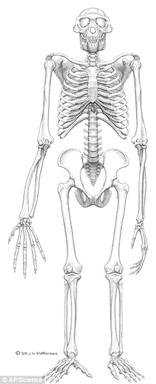 ape skeleton Ardi found in Ethiopia