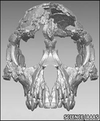 Ardipithecus skull reconstruction (Science)