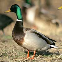 Обикновена дива патица (зеленоглавка)